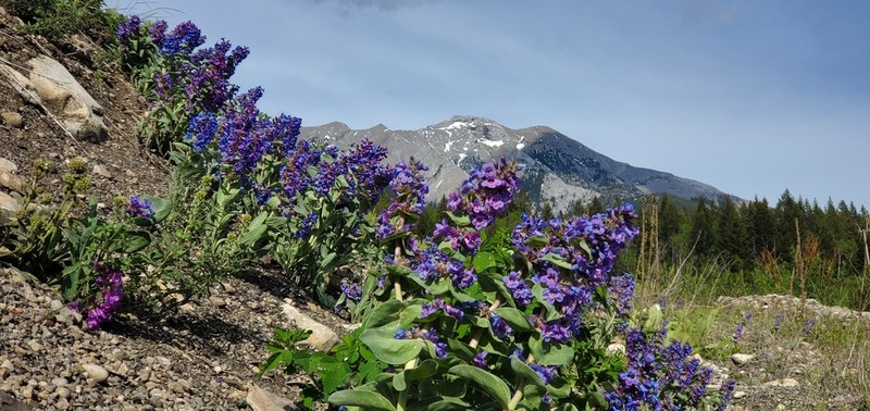 Waxleaf Penstemon