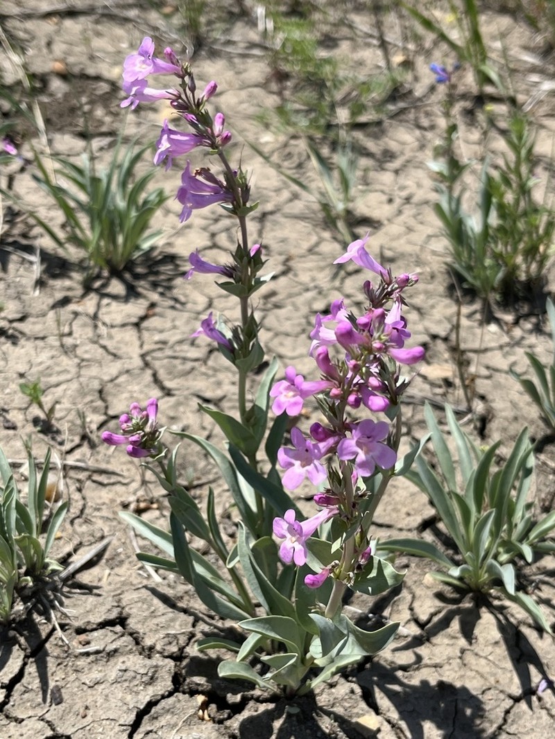 Waxleaf Penstemon photo 2