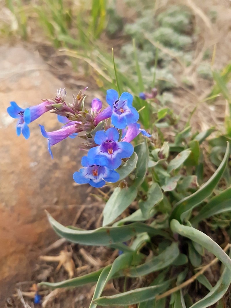 Waxleaf Penstemon photo 3