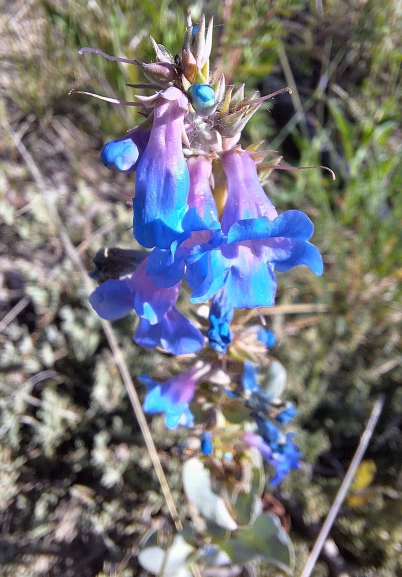 Waxleaf Penstemon photo 4