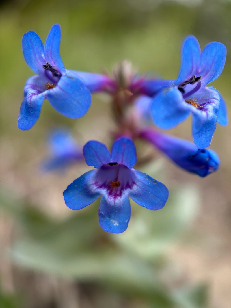Waxleaf Penstemon photo 5
