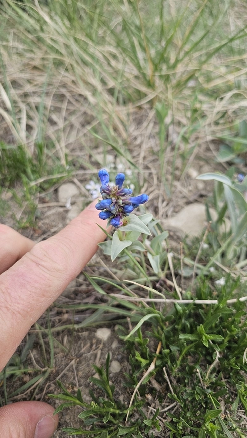Waxleaf Penstemon photo 6