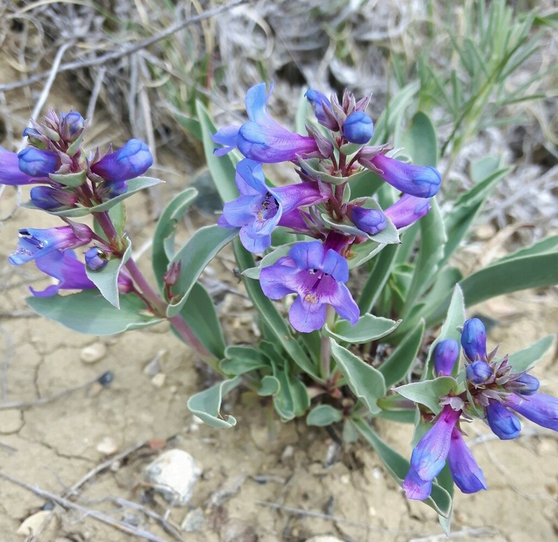 Waxleaf Penstemon photo 8