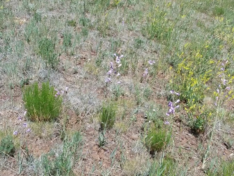 Flagstaff Beardtongue