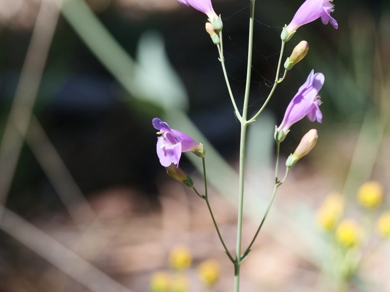 Flagstaff Beardtongue photo 2