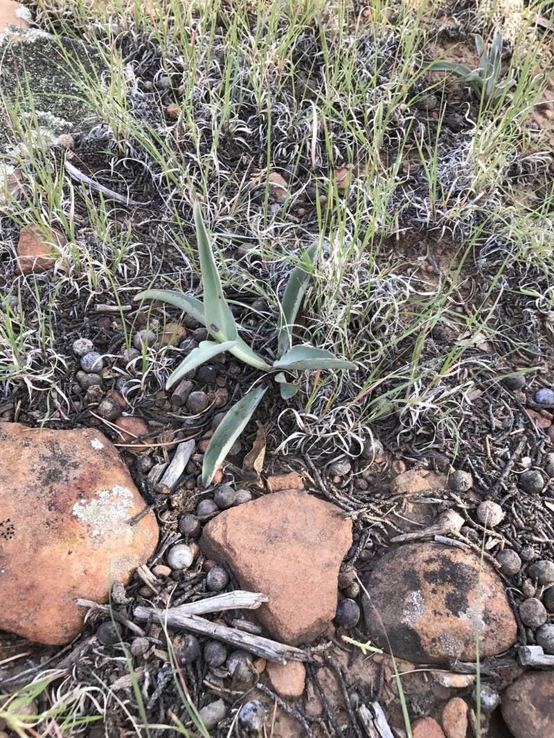 Flagstaff Beardtongue photo 3