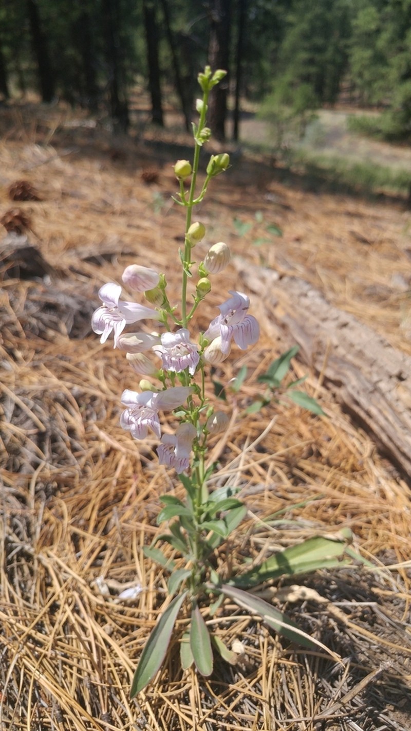 Flagstaff Beardtongue photo 4