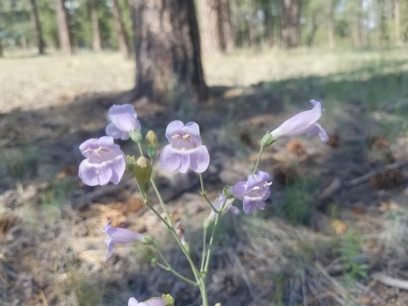 Flagstaff Beardtongue photo 5