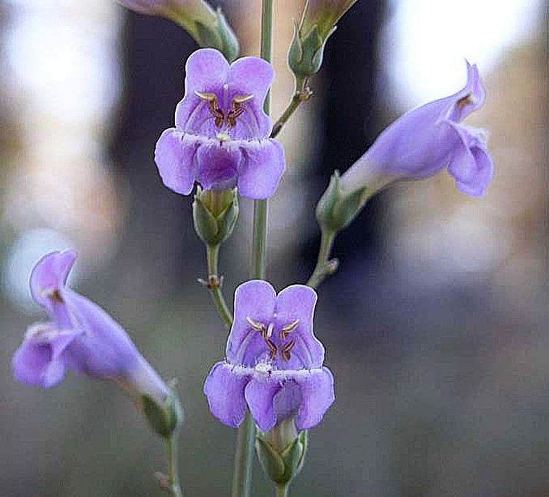 Flagstaff Beardtongue photo 6