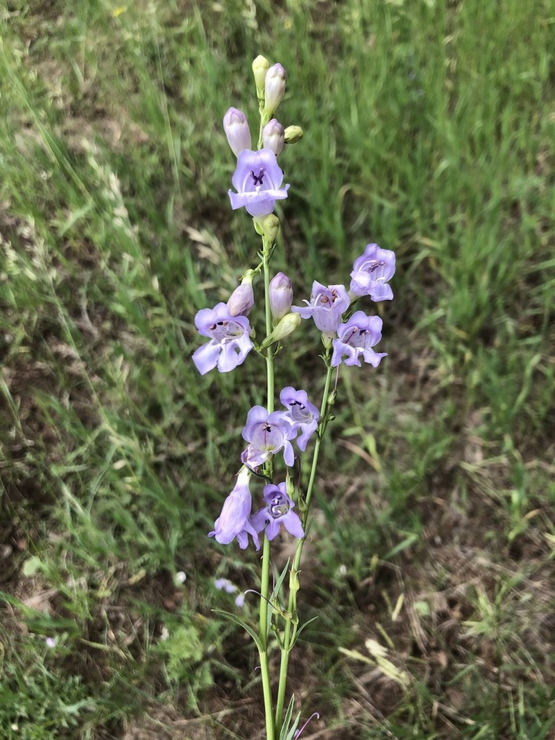 Flagstaff Beardtongue photo 7