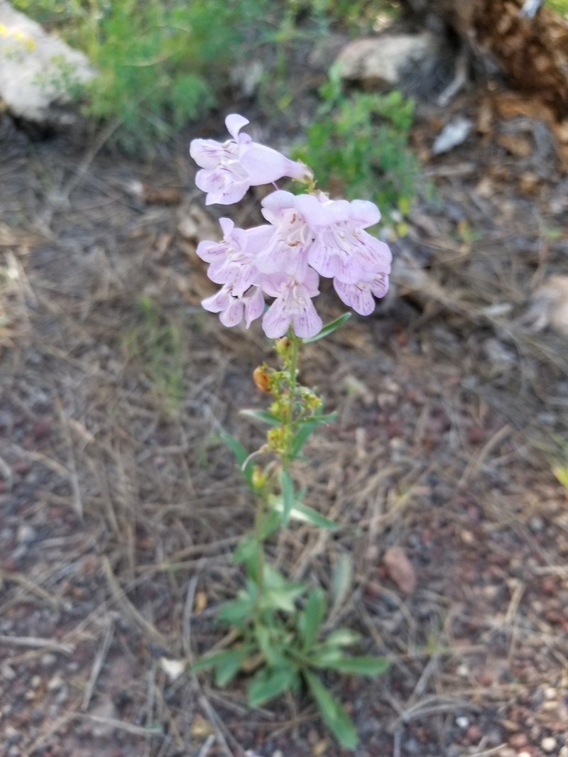 Flagstaff Beardtongue photo 8
