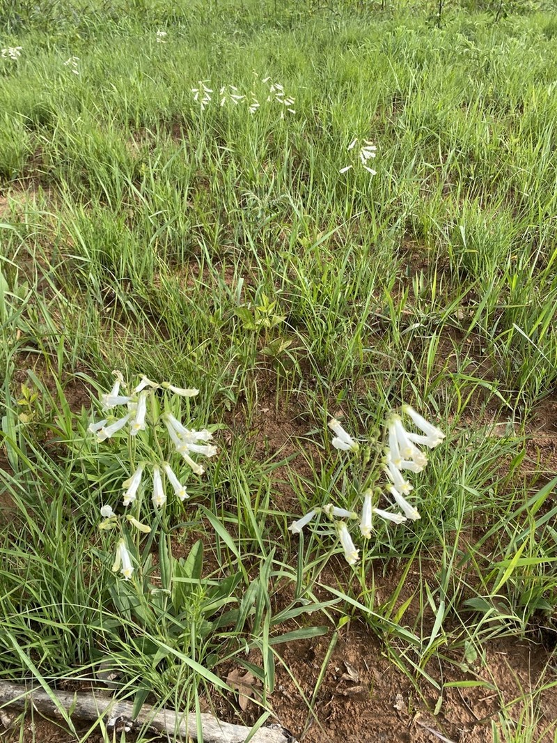 Oklahoma Beardtongue
