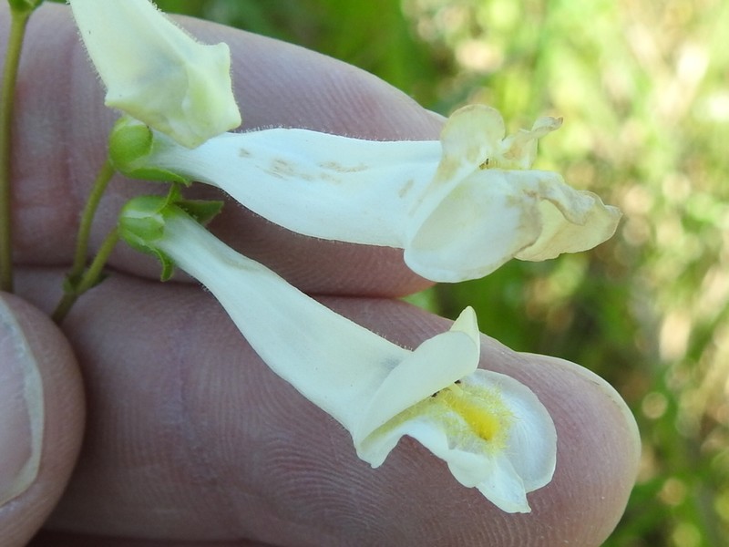 Oklahoma Beardtongue photo 2