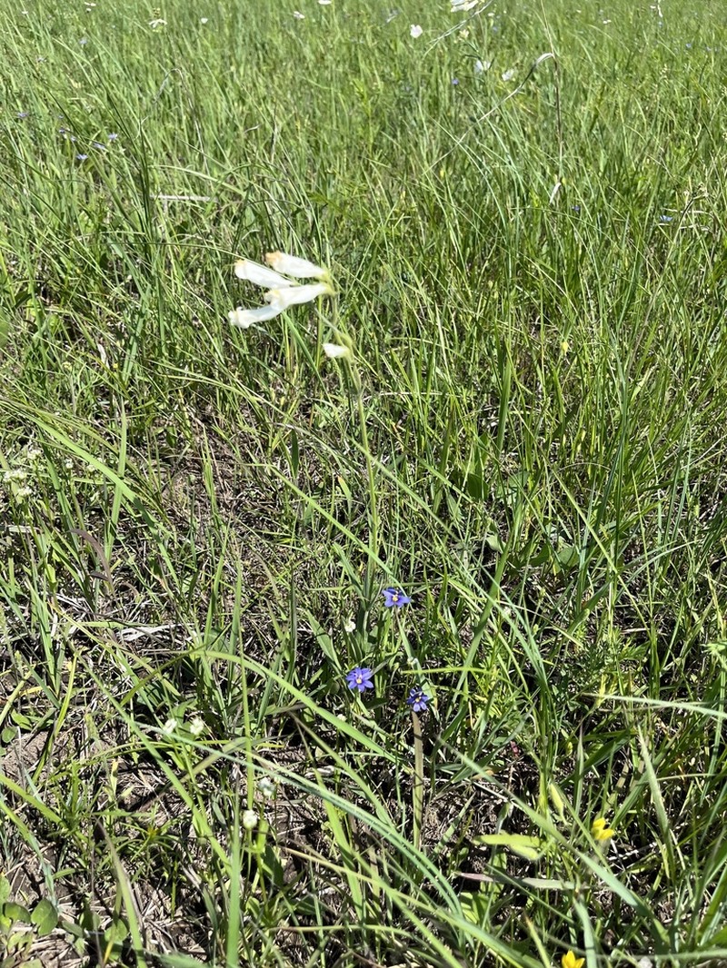 Oklahoma Beardtongue photo 3