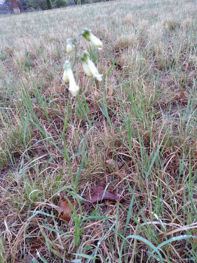 Oklahoma Beardtongue photo 4
