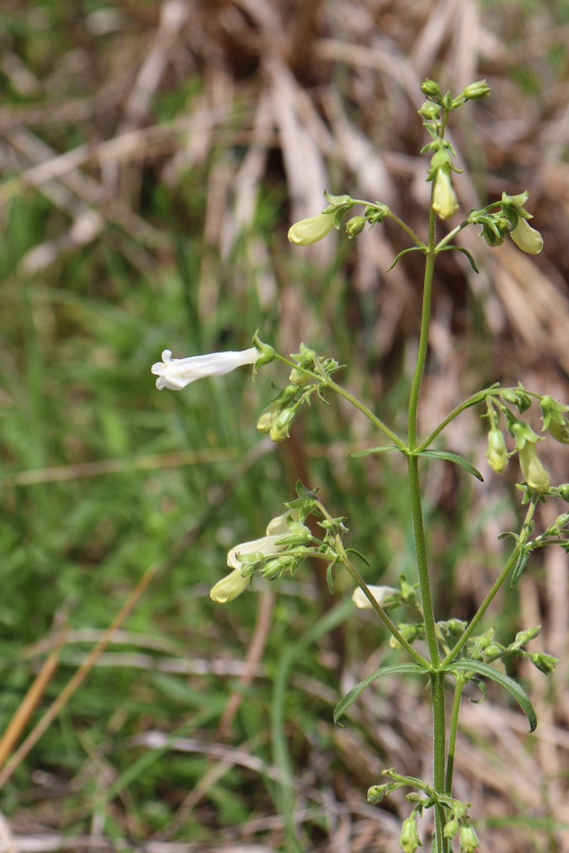 Oklahoma Beardtongue photo 5