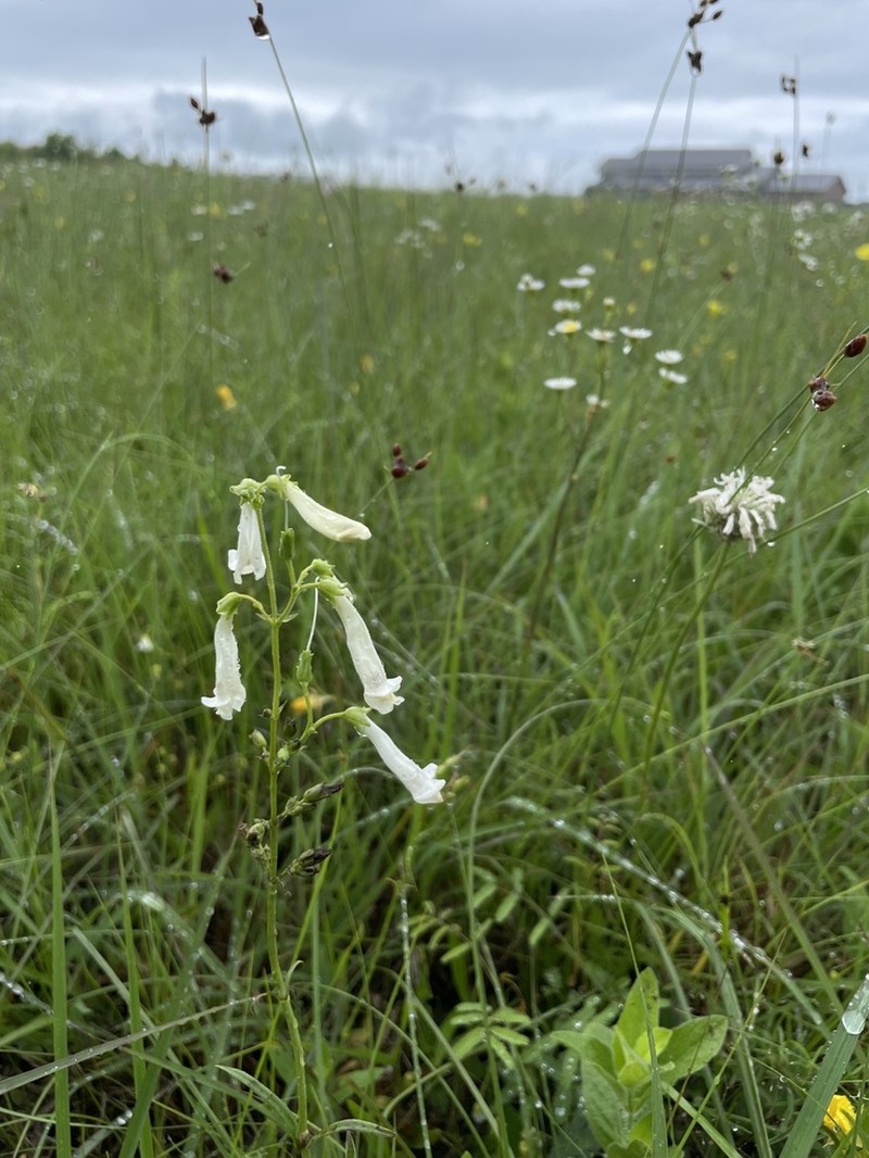 Oklahoma Beardtongue photo 6
