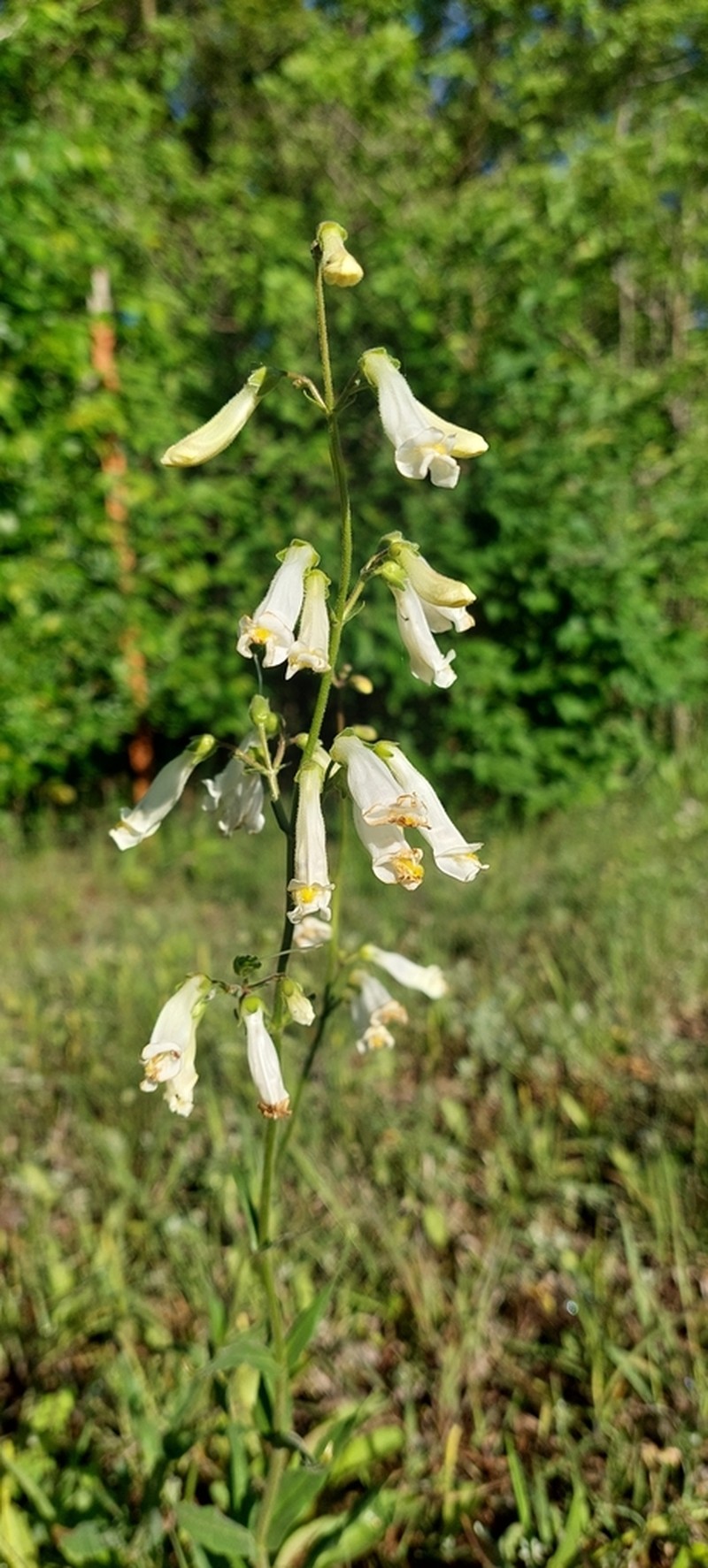 Oklahoma Beardtongue photo 7