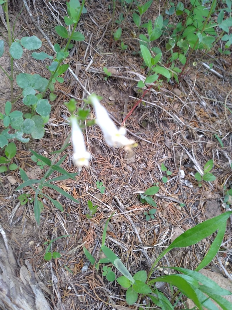 Oklahoma Beardtongue photo 8