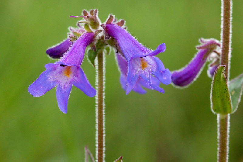 Apache Beardtongue
