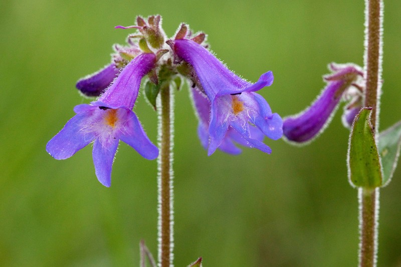 Apache Beardtongue photo 2