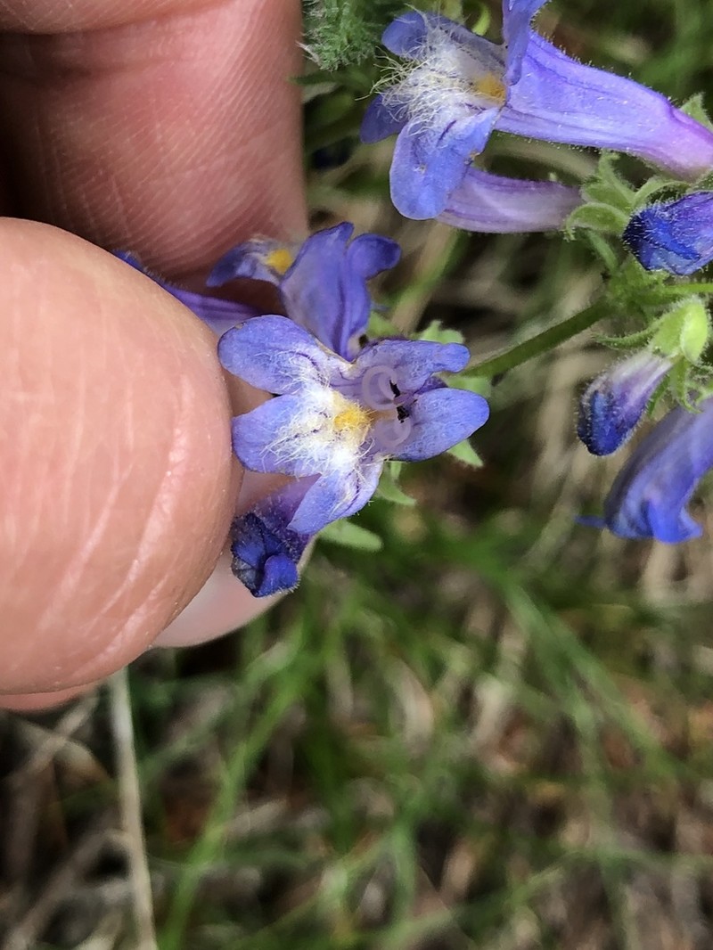 Apache Beardtongue photo 3