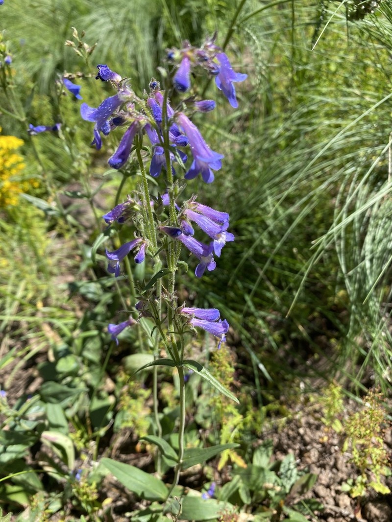 Apache Beardtongue photo 4