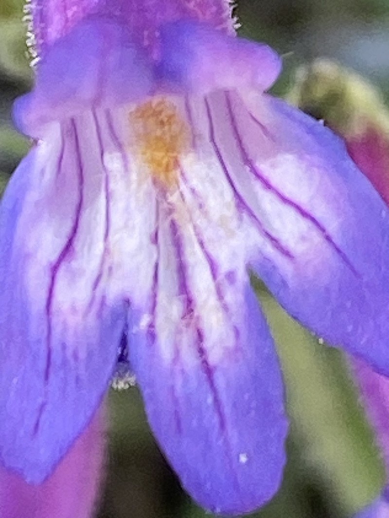 Apache Beardtongue photo 5