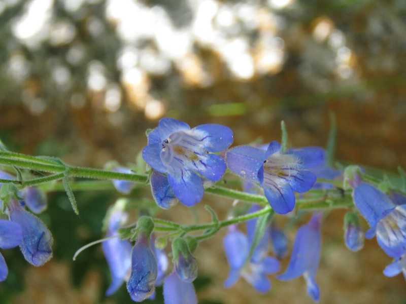 Apache Beardtongue photo 6