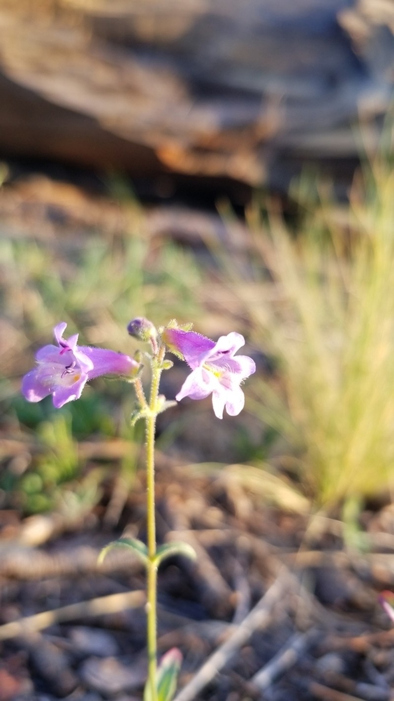 Apache Beardtongue photo 7