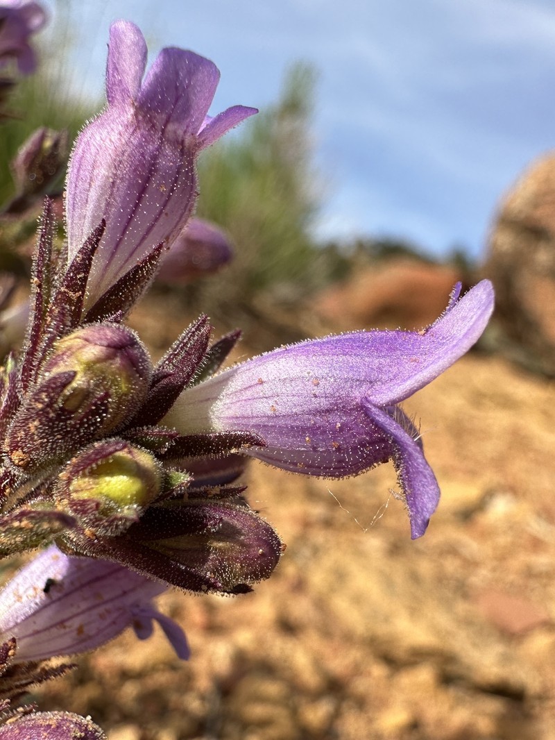 Coiled Anther Penstemon photo 2