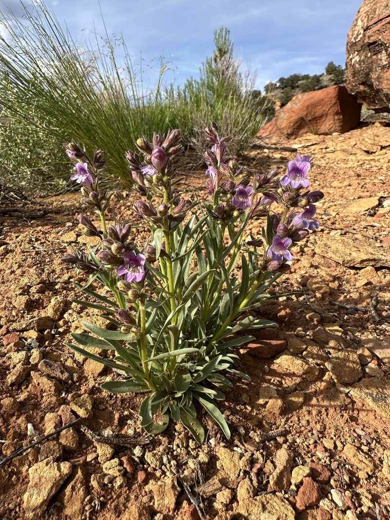 Coiled Anther Penstemon