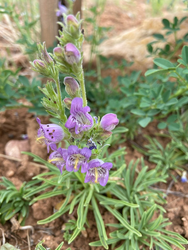 Coiled Anther Penstemon photo 4