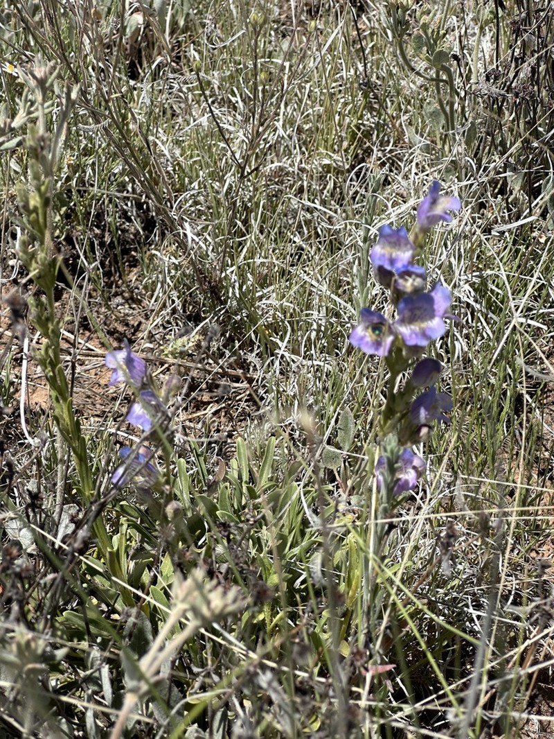 Coiled Anther Penstemon photo 5