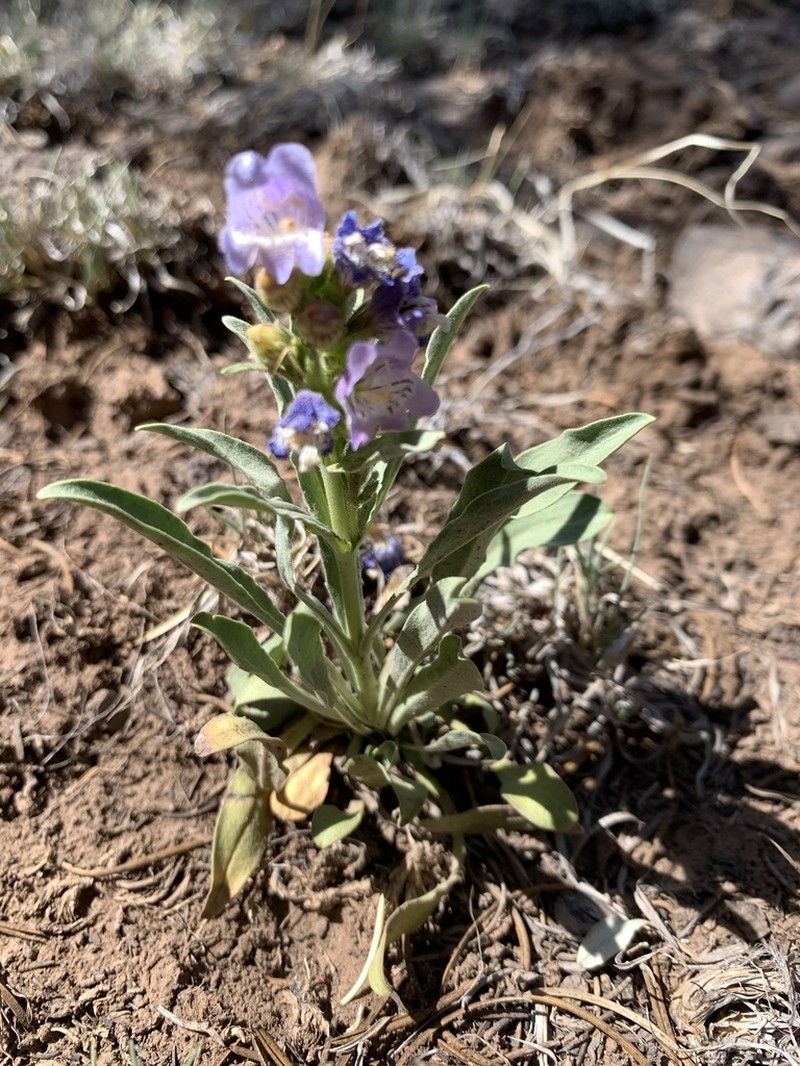 Coiled Anther Penstemon photo 6