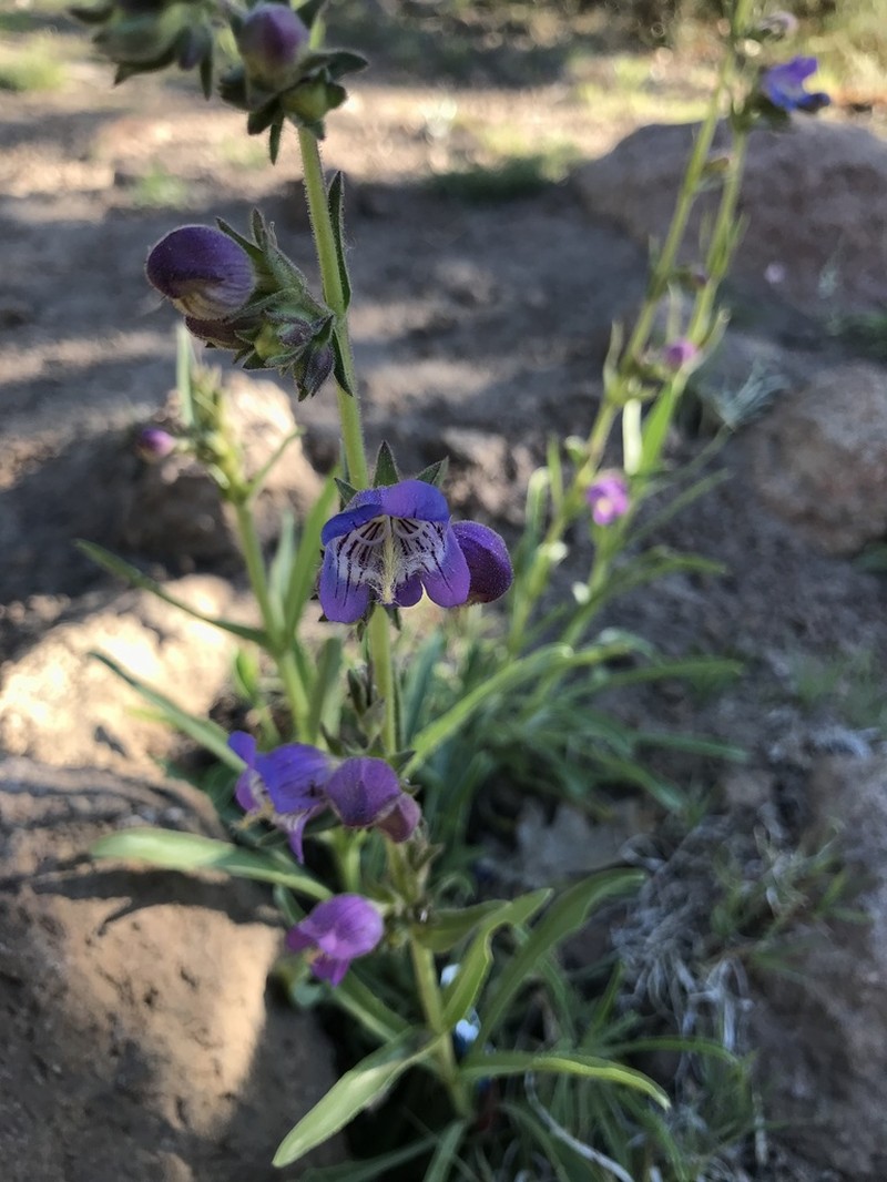 Coiled Anther Penstemon photo 7