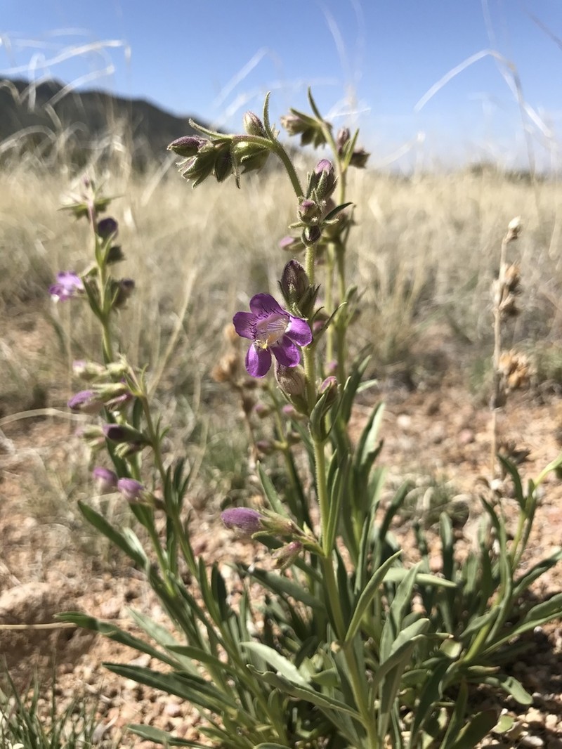 Coiled Anther Penstemon photo 8