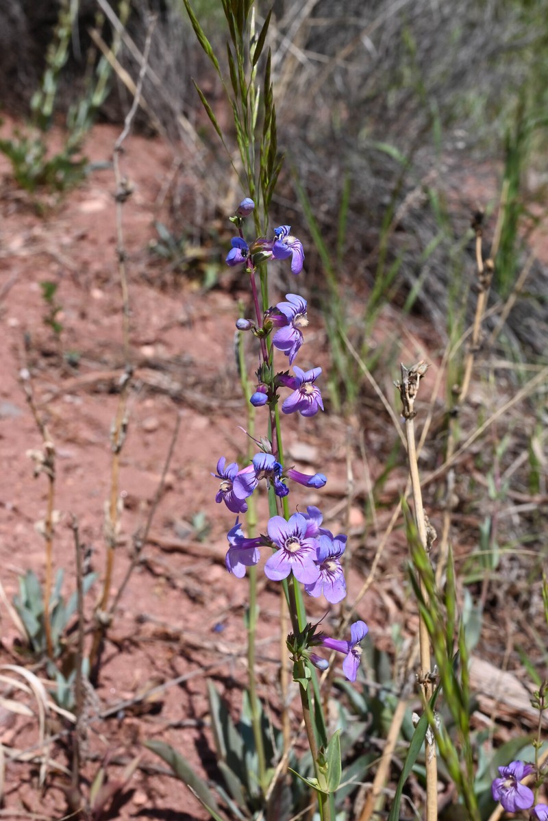 Osterhout's Beardtongue