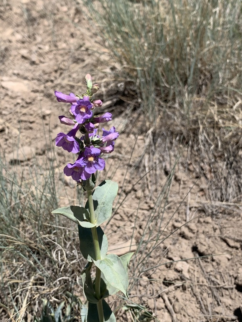 Osterhout's Beardtongue photo 2