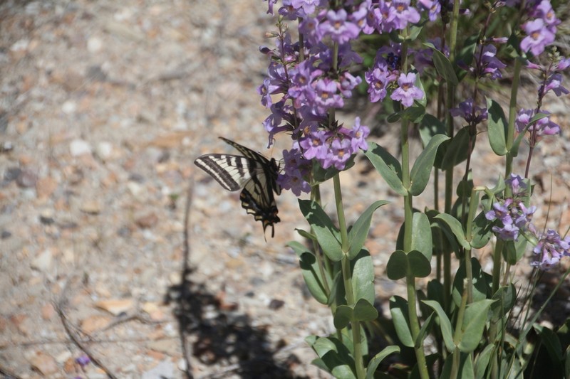 Osterhout's Beardtongue photo 3
