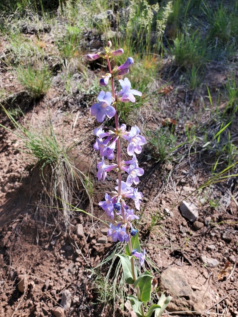 Osterhout's Beardtongue photo 4
