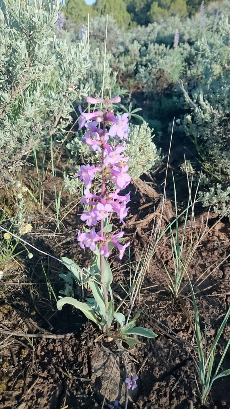 Osterhout's Beardtongue photo 5