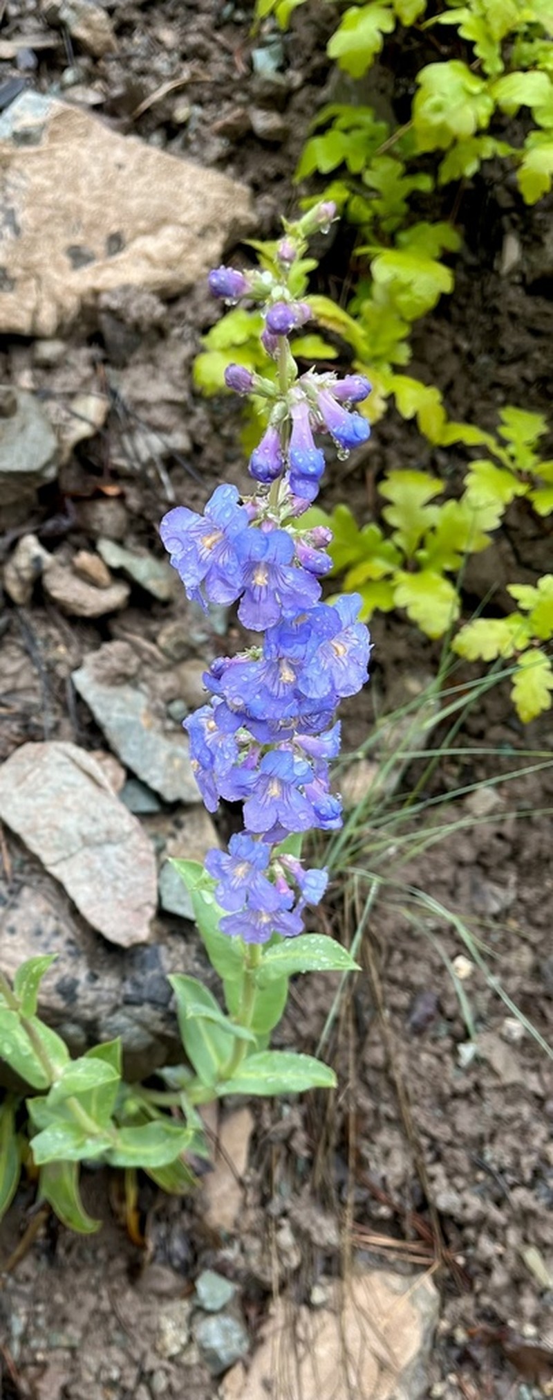 Osterhout's Beardtongue photo 6