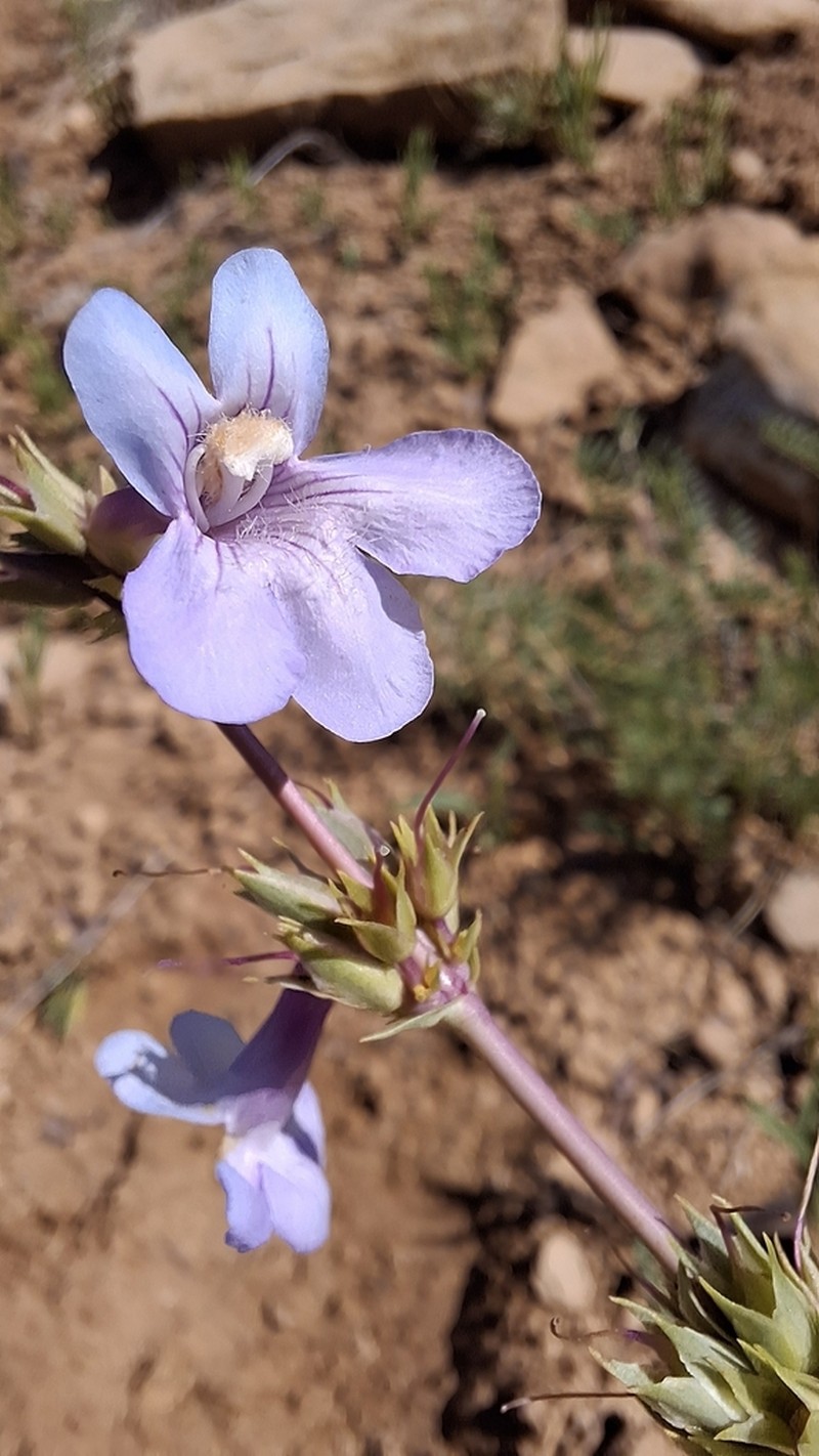 Osterhout's Beardtongue photo 7