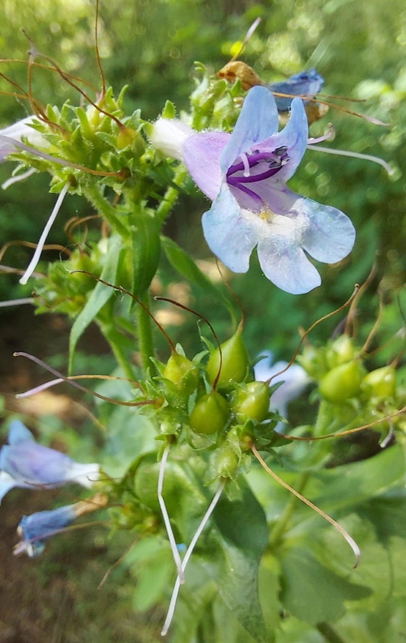 Eggleaf Beardtongue