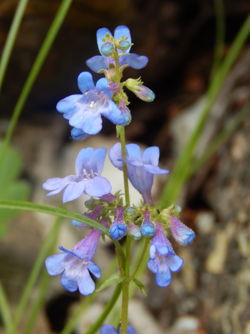 Eggleaf Beardtongue photo 2