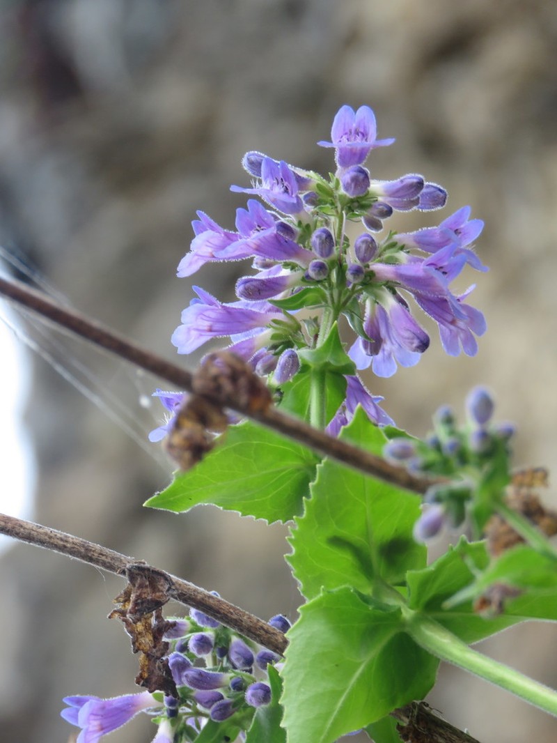 Eggleaf Beardtongue photo 3