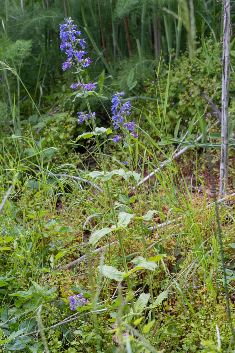 Eggleaf Beardtongue photo 4