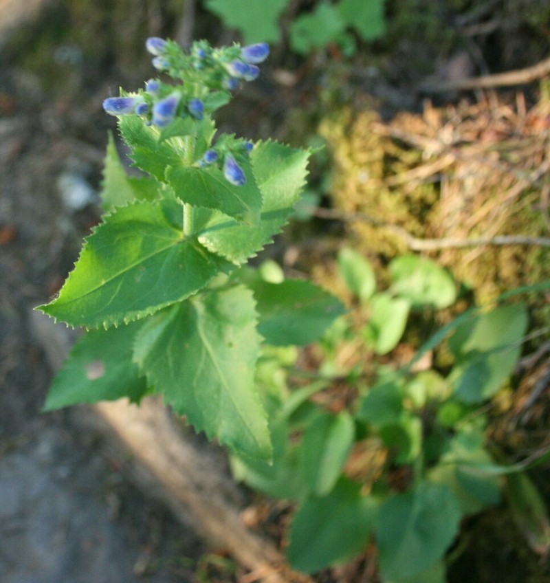 Eggleaf Beardtongue photo 5