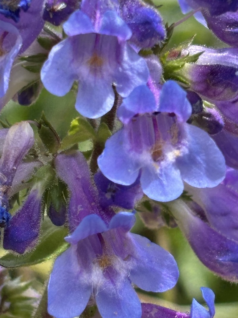 Eggleaf Beardtongue photo 6